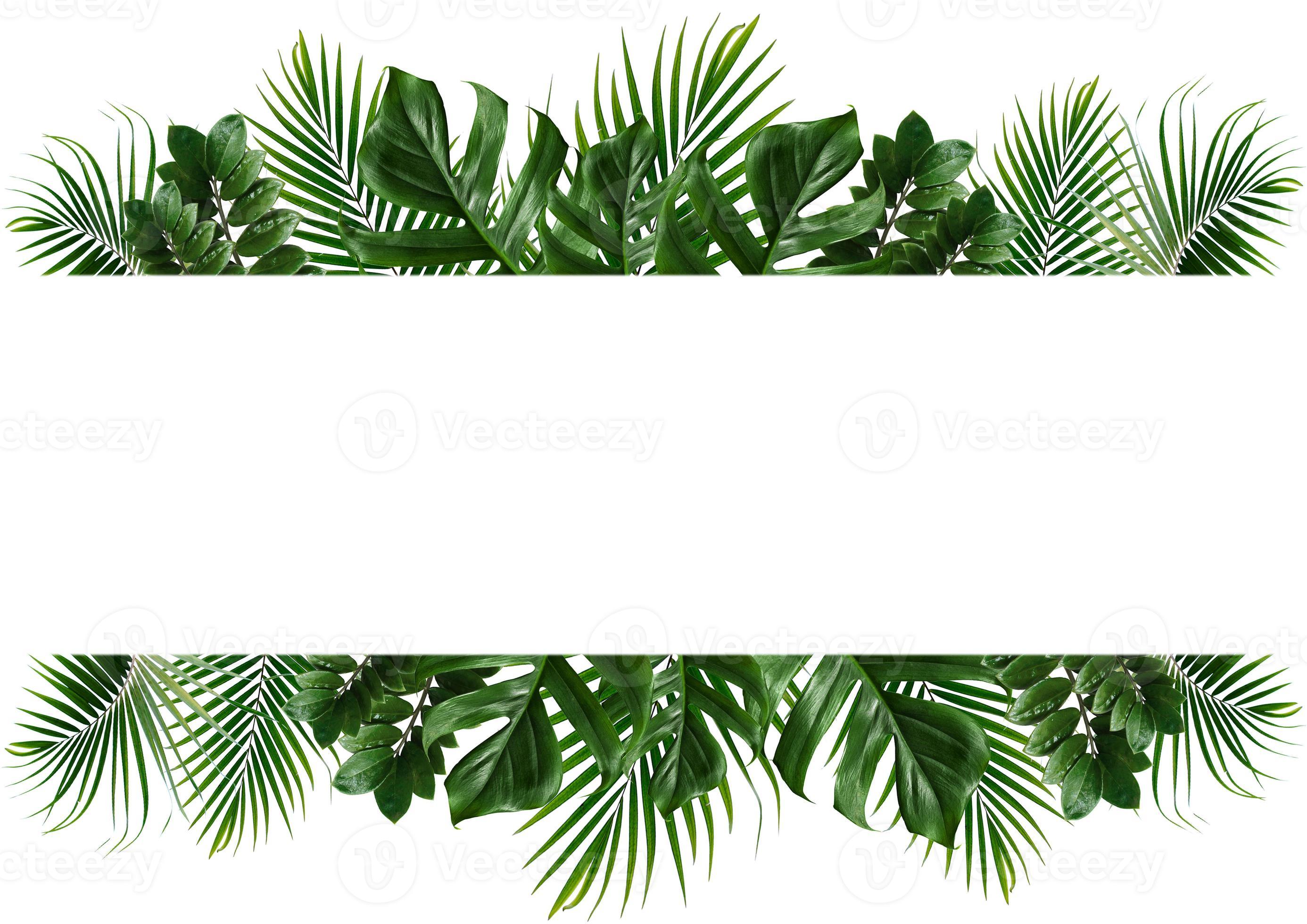 Tropical green leaf frame on a white background 2160070 Stock Photo at  Vecteezy