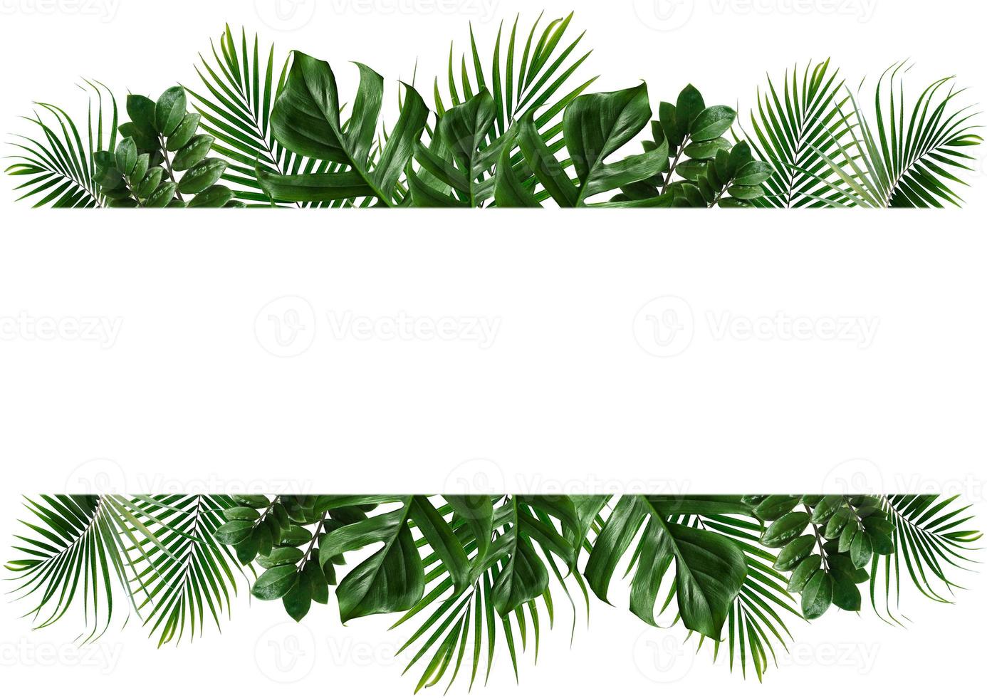 Tropical green leaf frame on a white background photo