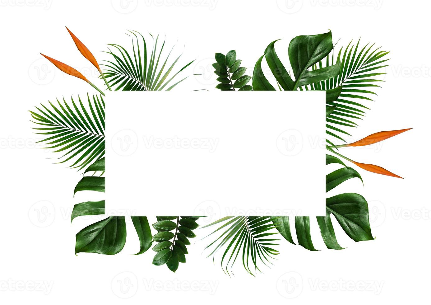 Tropical leaves frame isolated on a white background photo