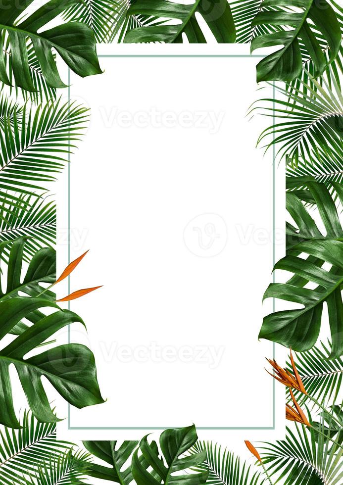 Marco de hojas tropicales aislado sobre un fondo blanco. foto