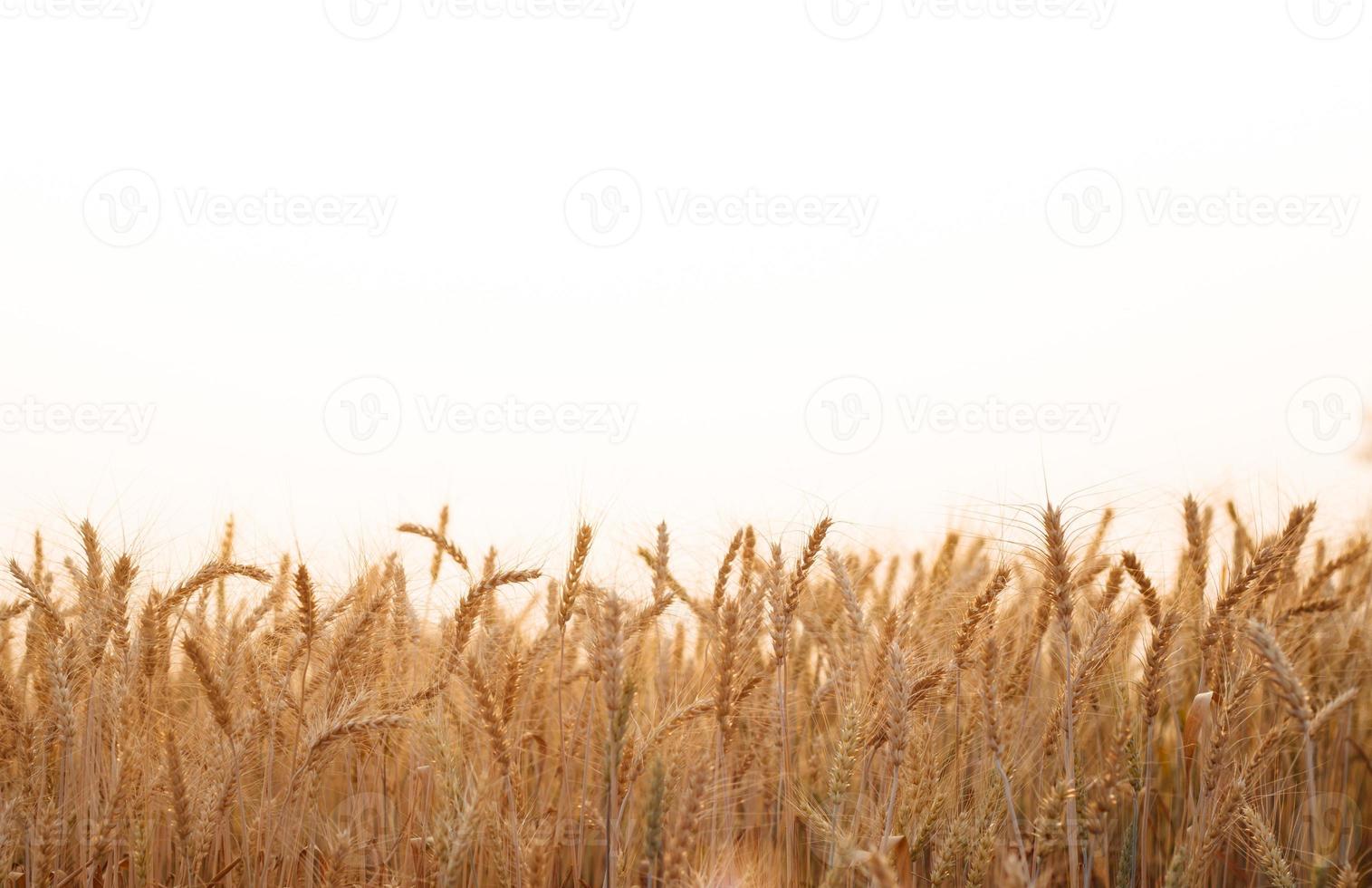 campo de cebada en la temporada de verano foto