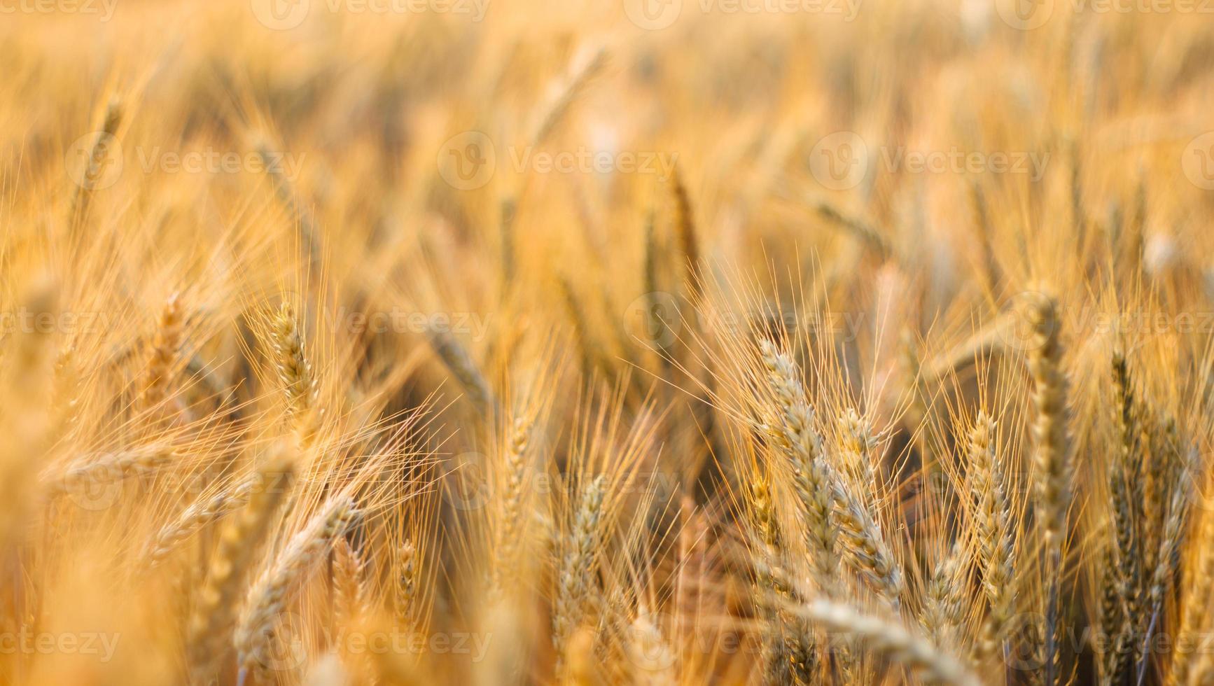 campo de cebada en la temporada de verano foto