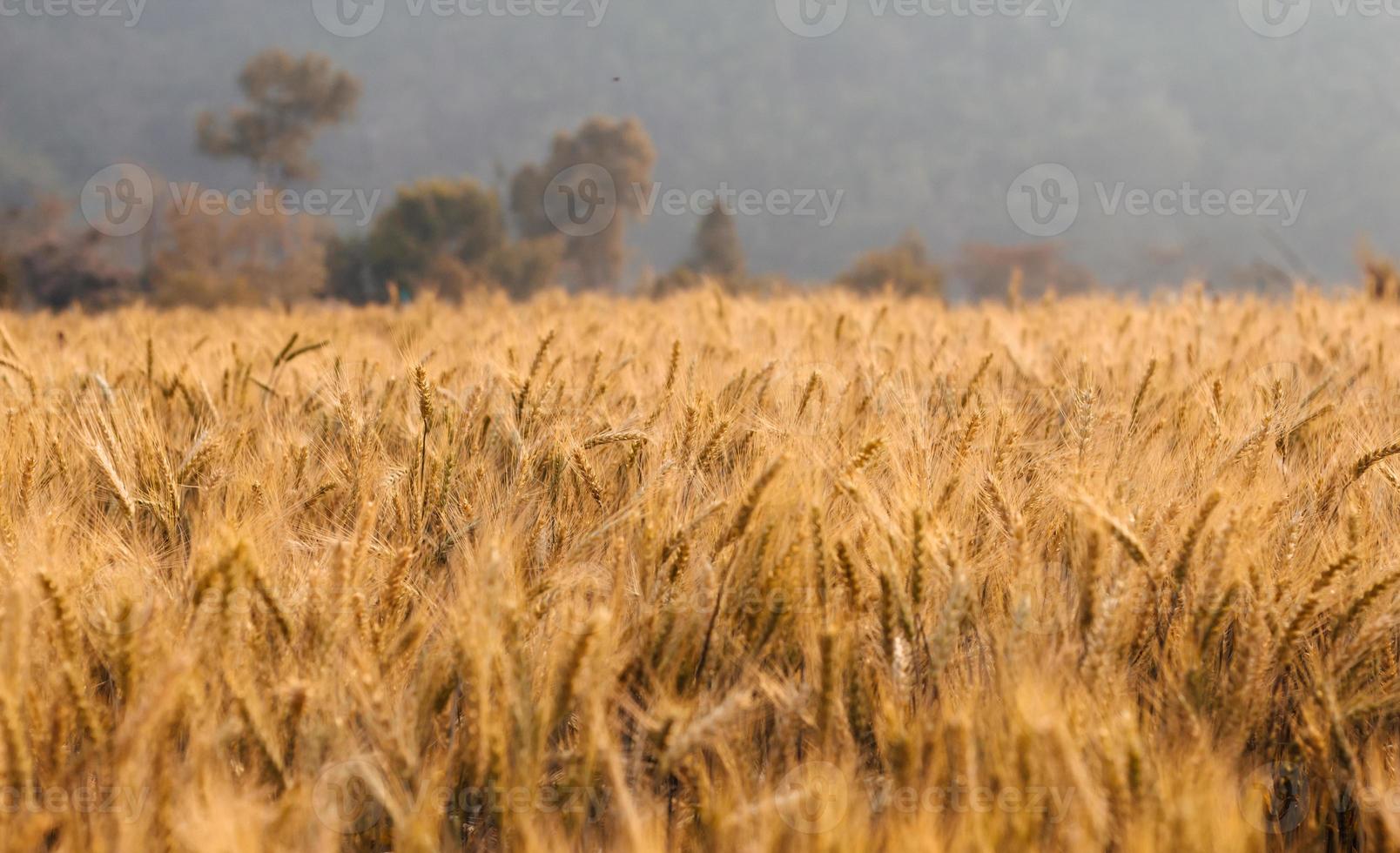 Barley field in the summer season photo