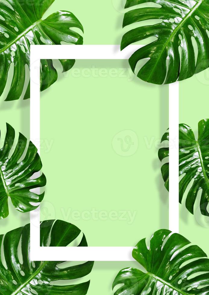 Tropical green leaves frame with white borders on a green background photo