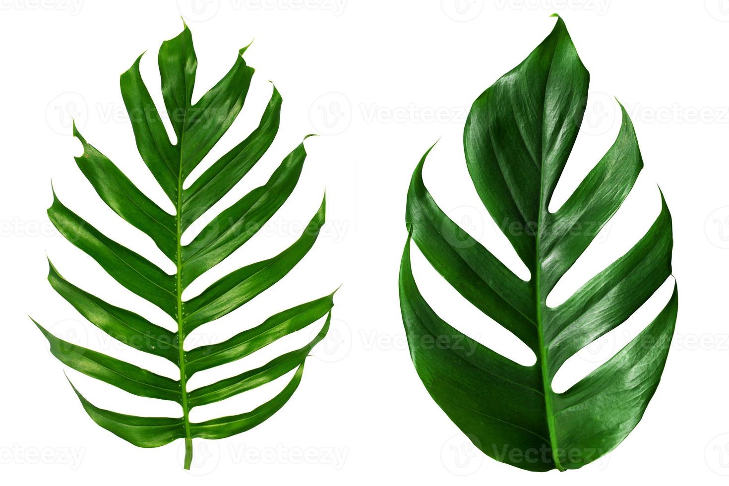 vista superior plana laicos de hojas de palmera verde foto
