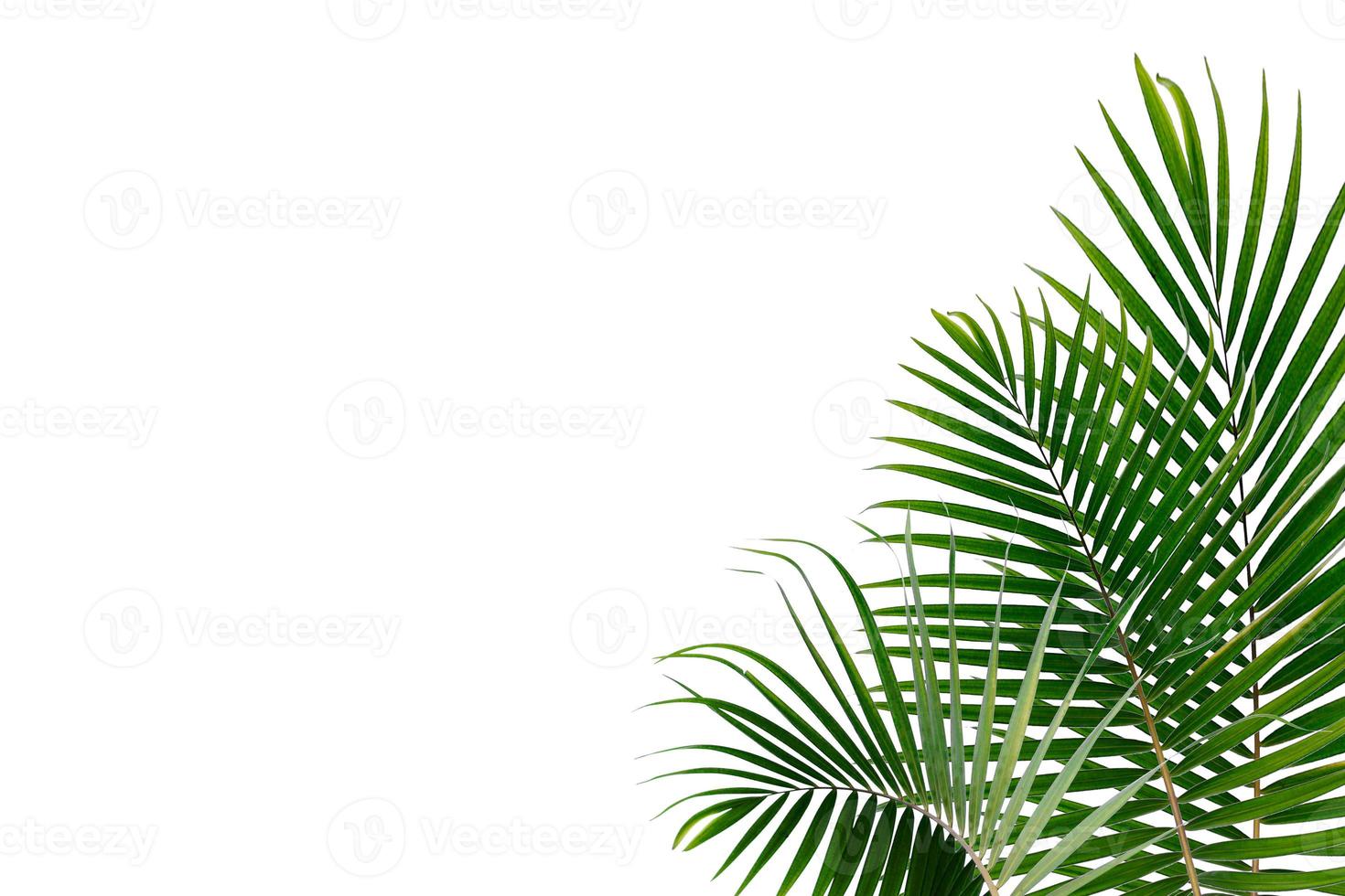 Tropical palm leaves on a white background photo