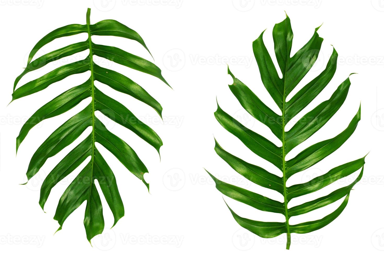 Tropical palm leaves on a white background photo