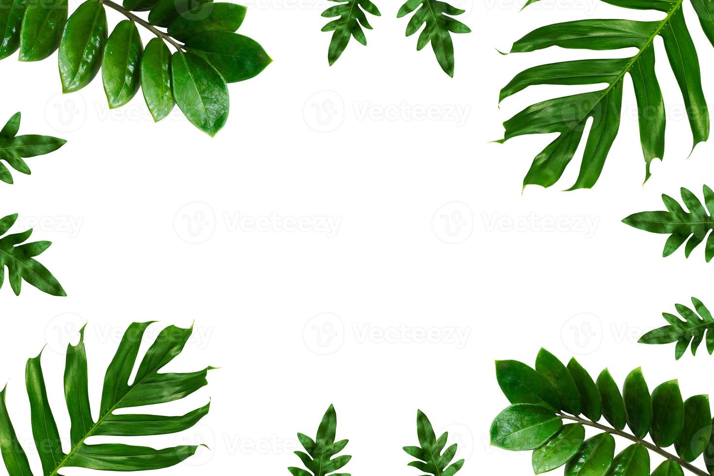 Tropical palm leaves frame on a white background photo