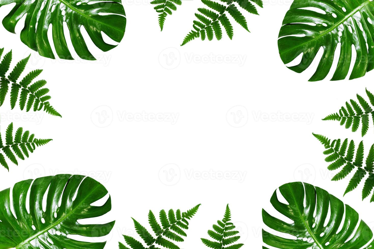 Marco de hojas de palmeras tropicales sobre un fondo blanco. foto