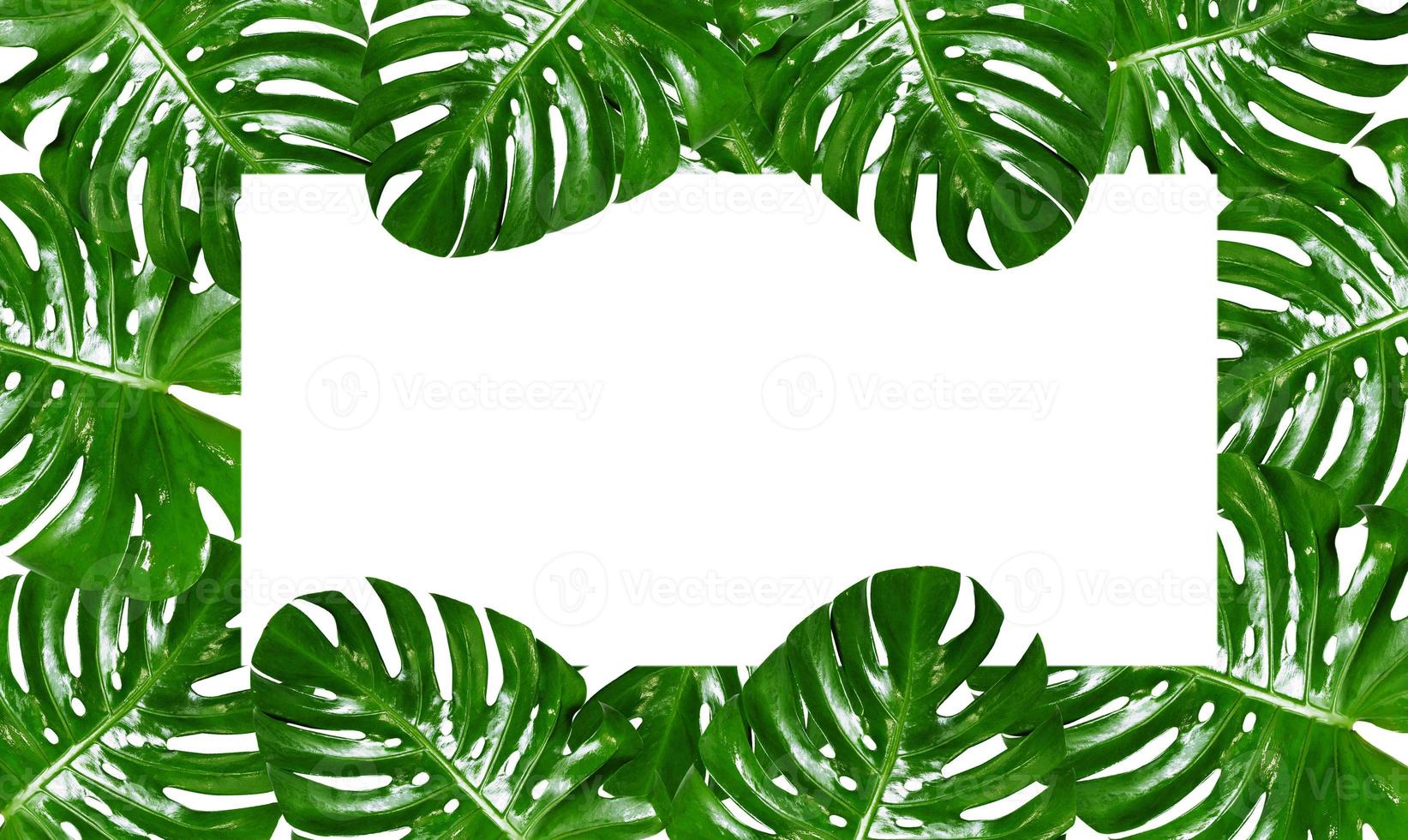 Group of Monstera leaves frame on a white background photo
