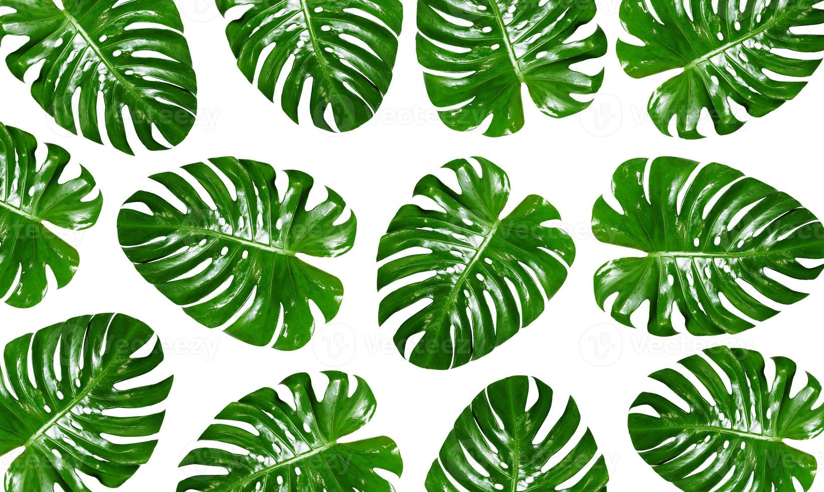 Group of Monstera leaves on a white background 2160119 Stock Photo at  Vecteezy