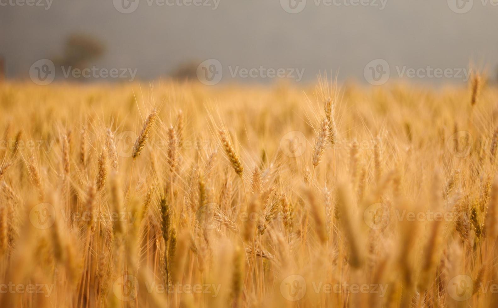 Fields of barley in the evening photo