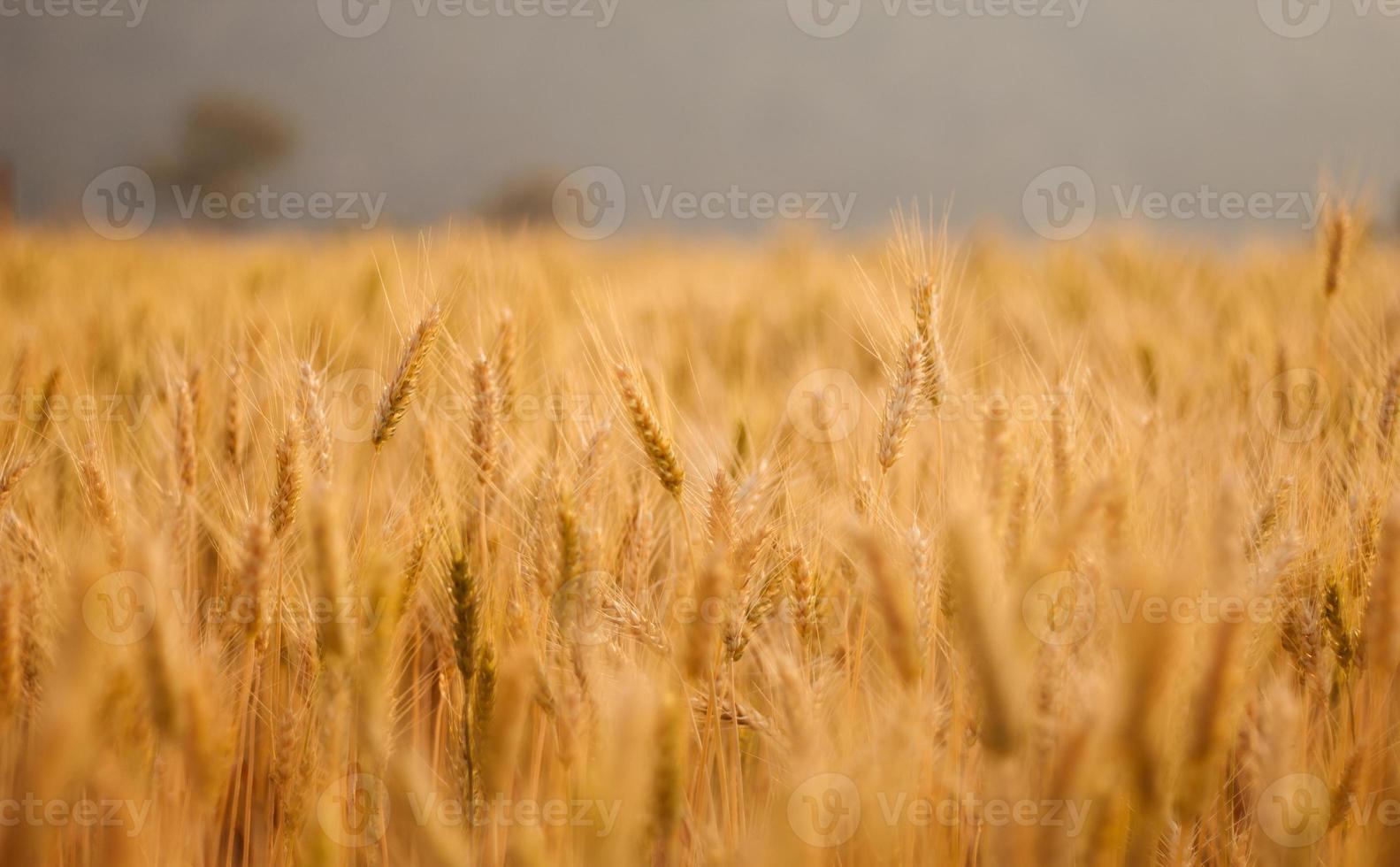 campos de cebada por la noche foto