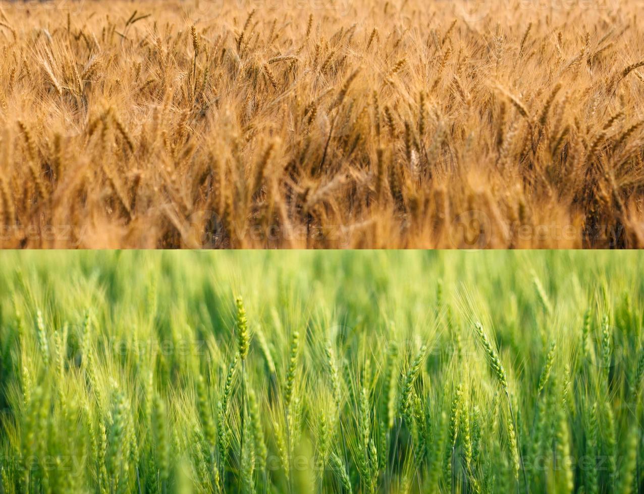 Barley fields in the summer photo