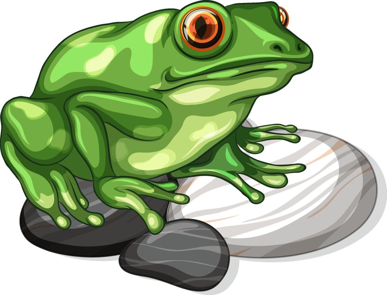 Close up of a frog on stones leaf isolated vector