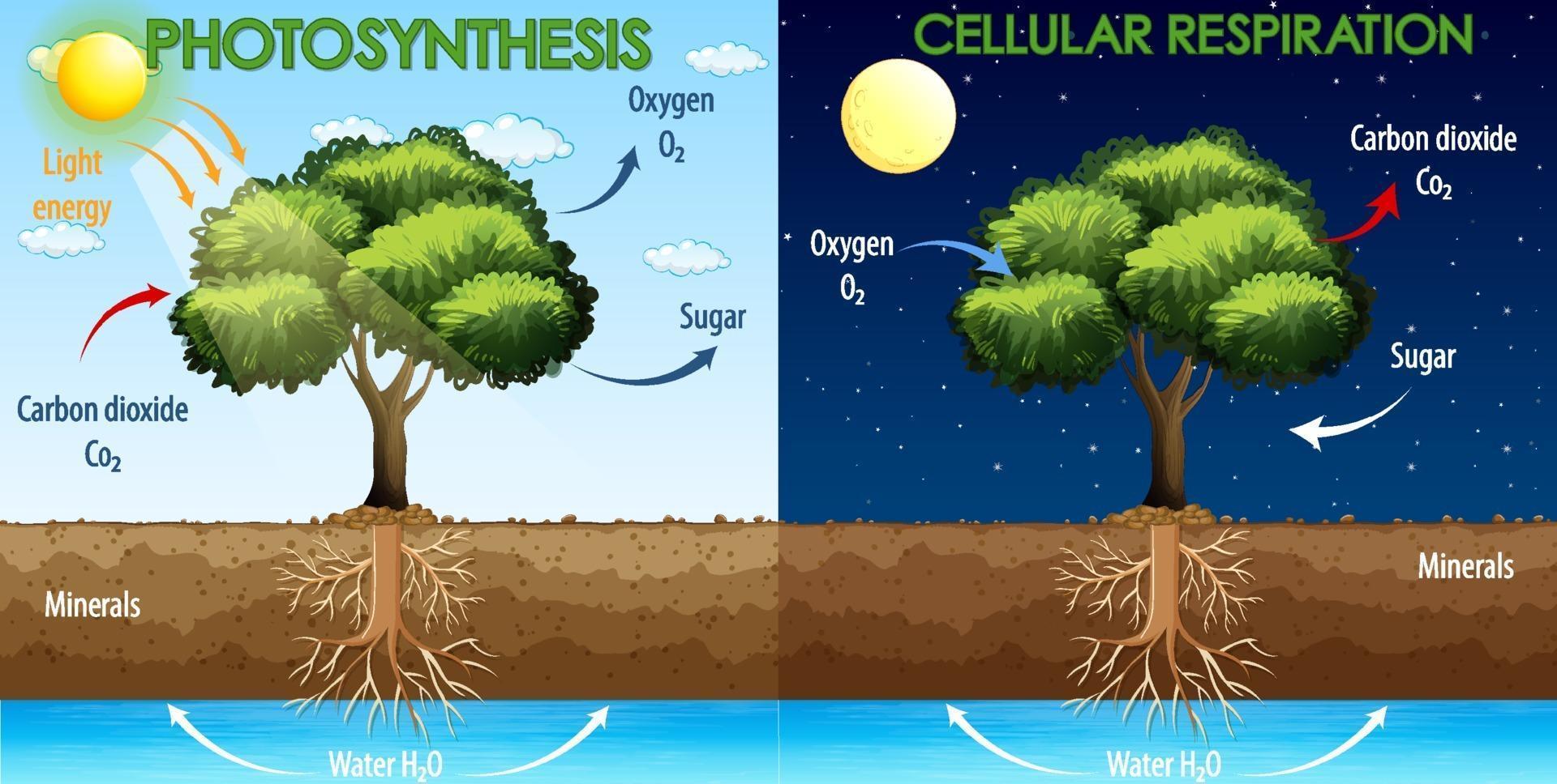 Diagram showing process of photosynthesis and cellular respiration vector