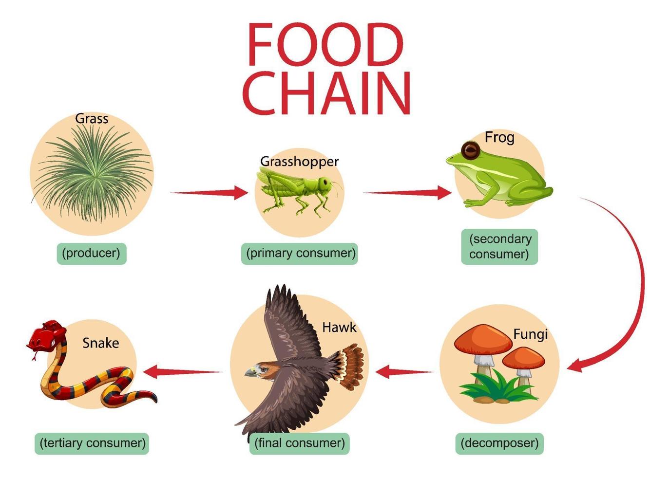 concepto de diagrama de cadena alimentaria vector