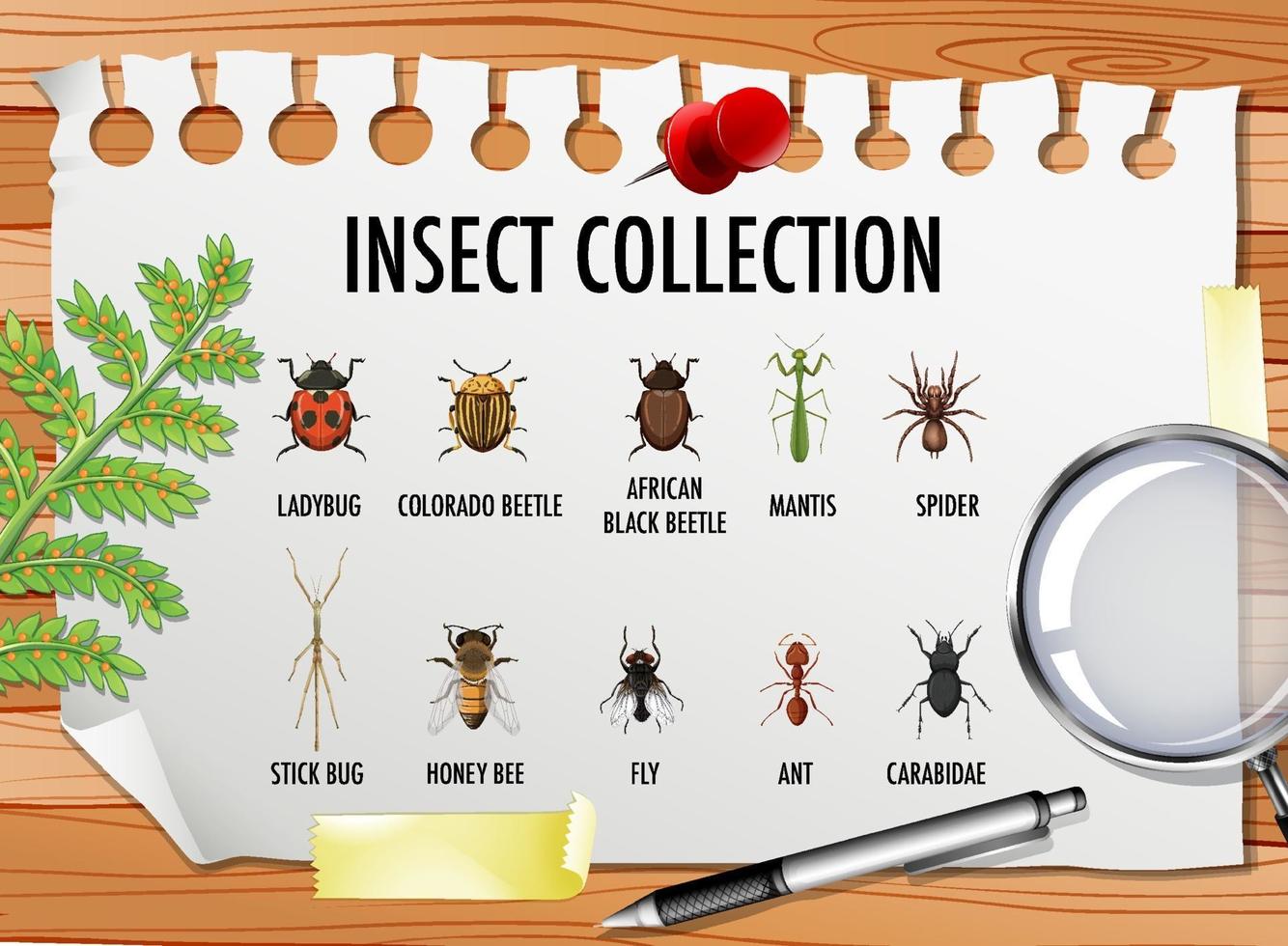conjunto de colección de insectos con elementos estacionarios sobre la mesa vector