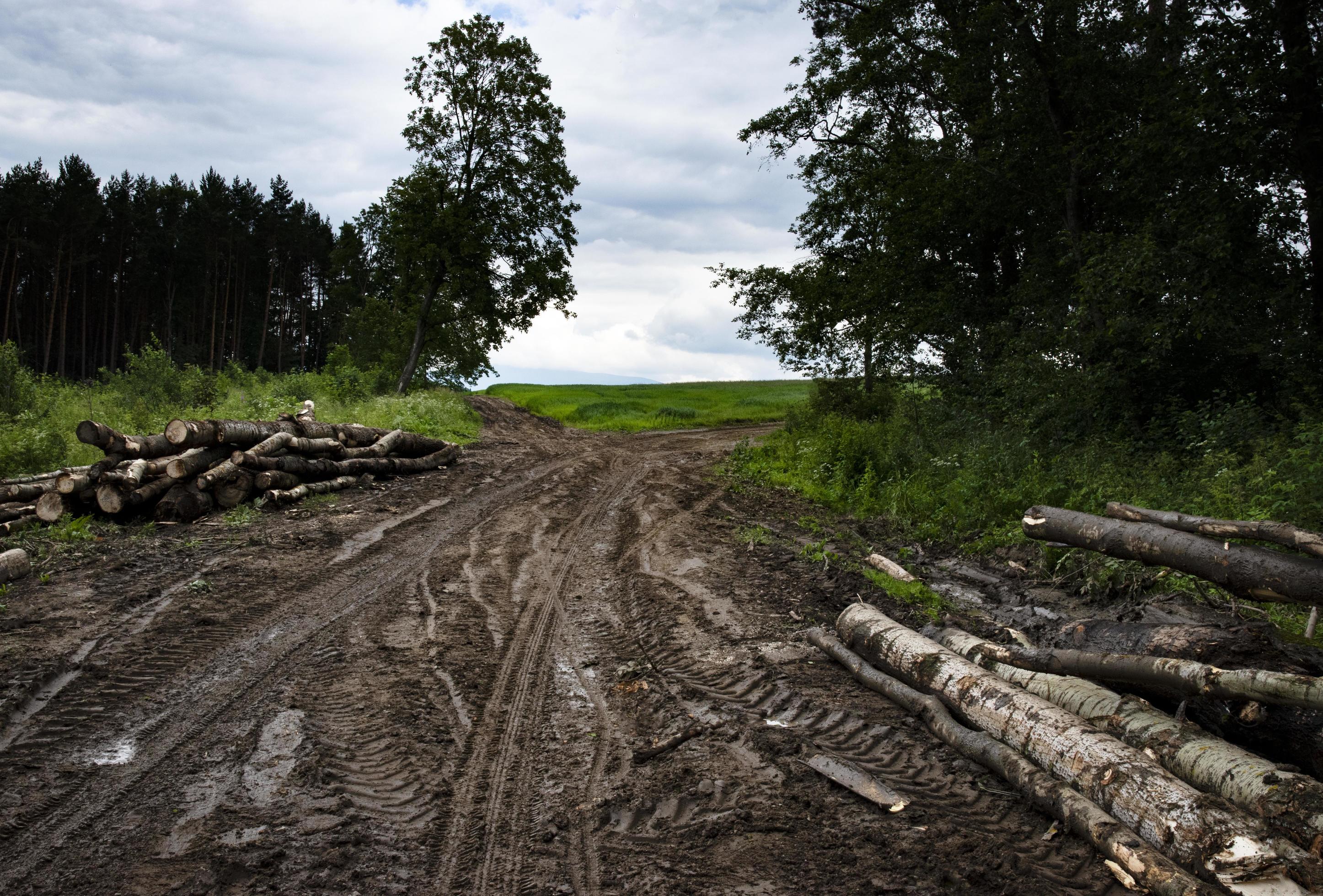 Muddy path through a deciduous forest 2160832 Stock Photo at Vecteezy