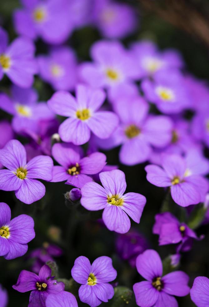 grupo de pequeñas flores moradas foto