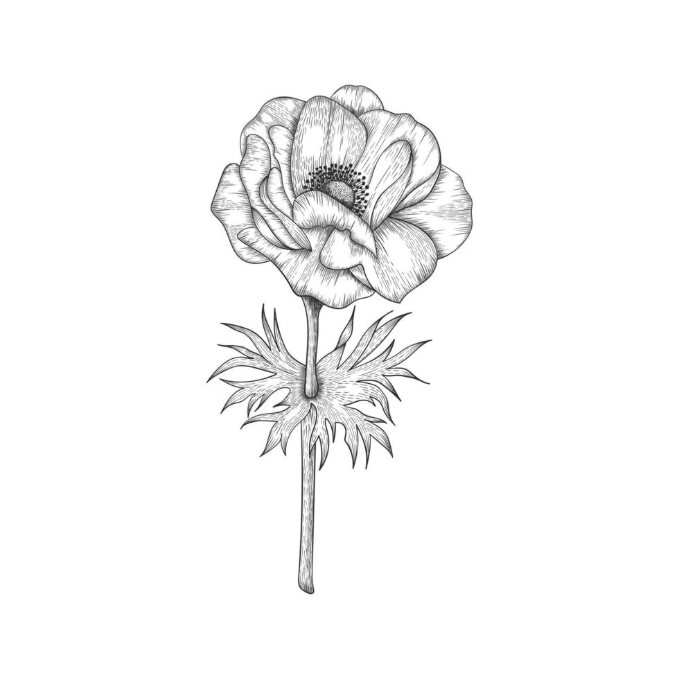 Hand drawn anemone flower and leaves drawing illustration isolated on white background. vector