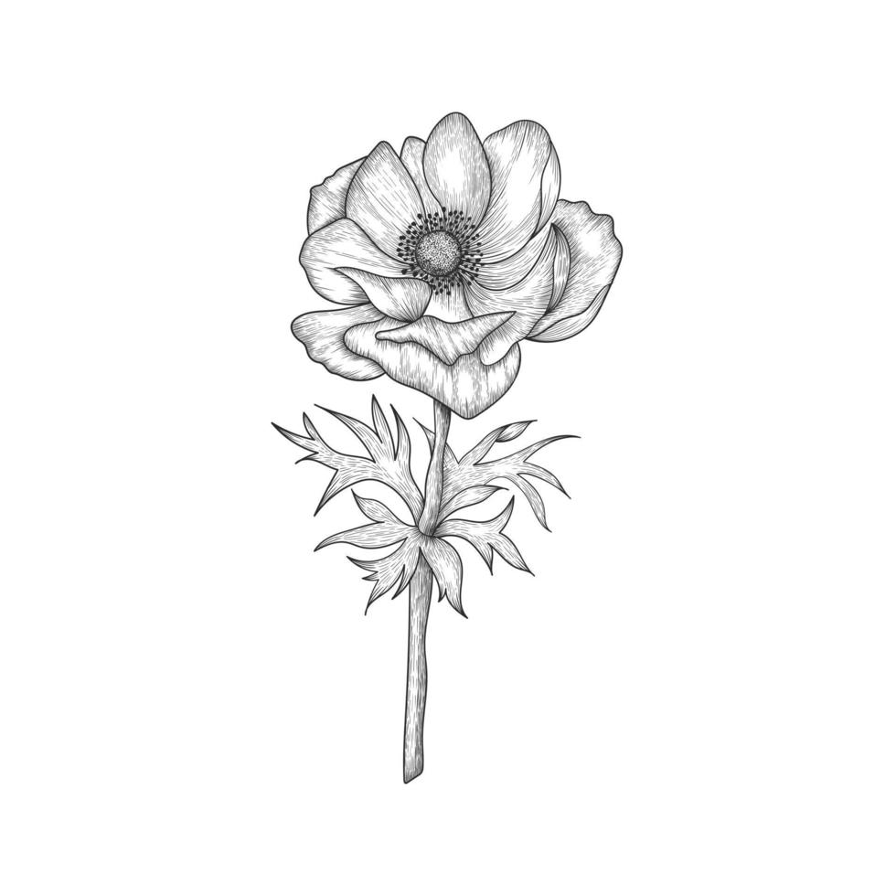Dibujado a mano flor de anémona y hojas de dibujo ilustración aislada sobre fondo blanco. vector