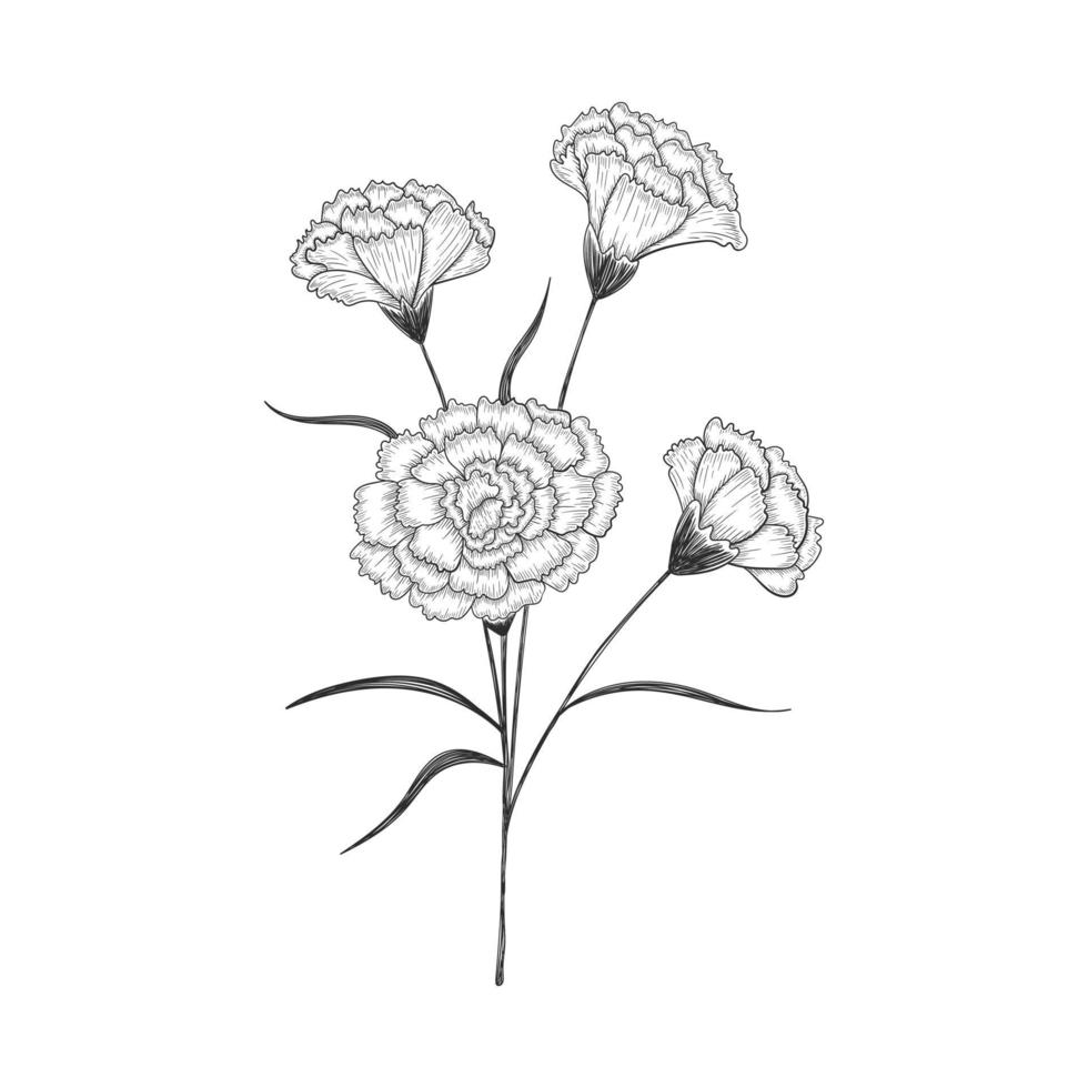 Carnation Flower Drawing Watercolor Painting PNG, Clipart, Annual Plant,  Art, Carnation, Chrysanths, Color Free PNG Download