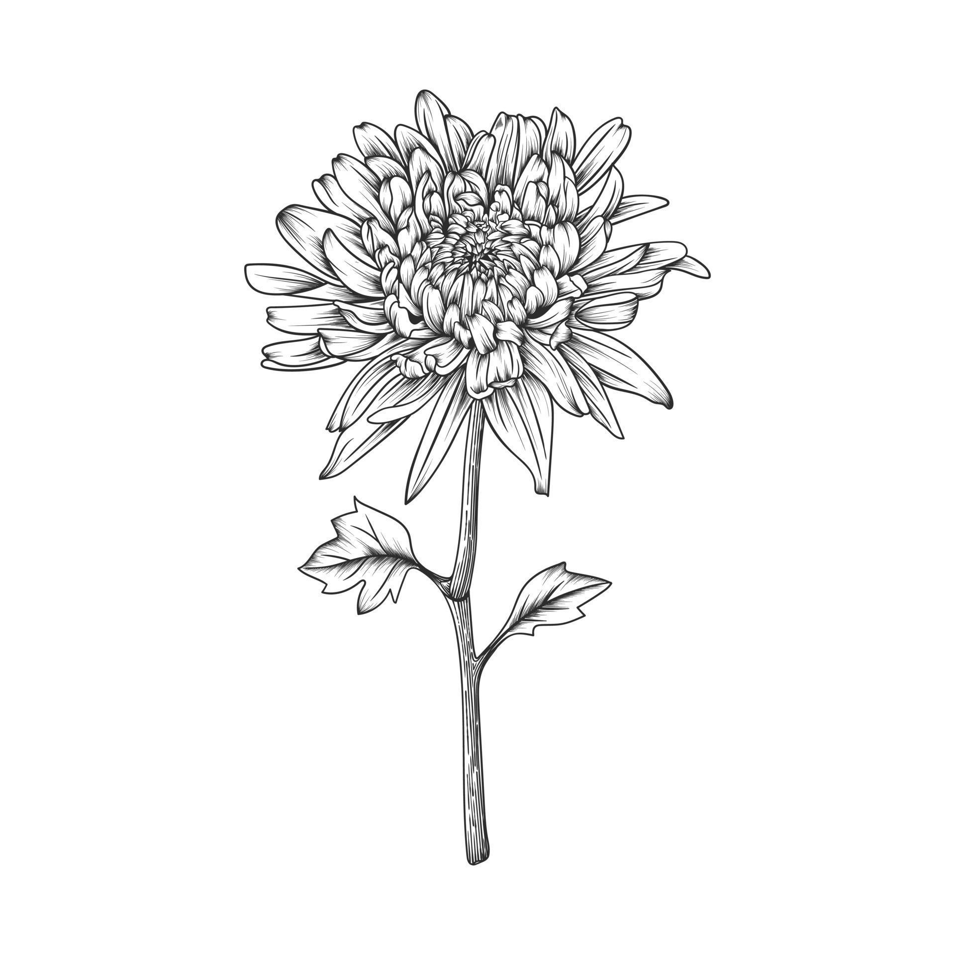 Hand drawn chrysanthemum flower and leaves drawing illustration ...