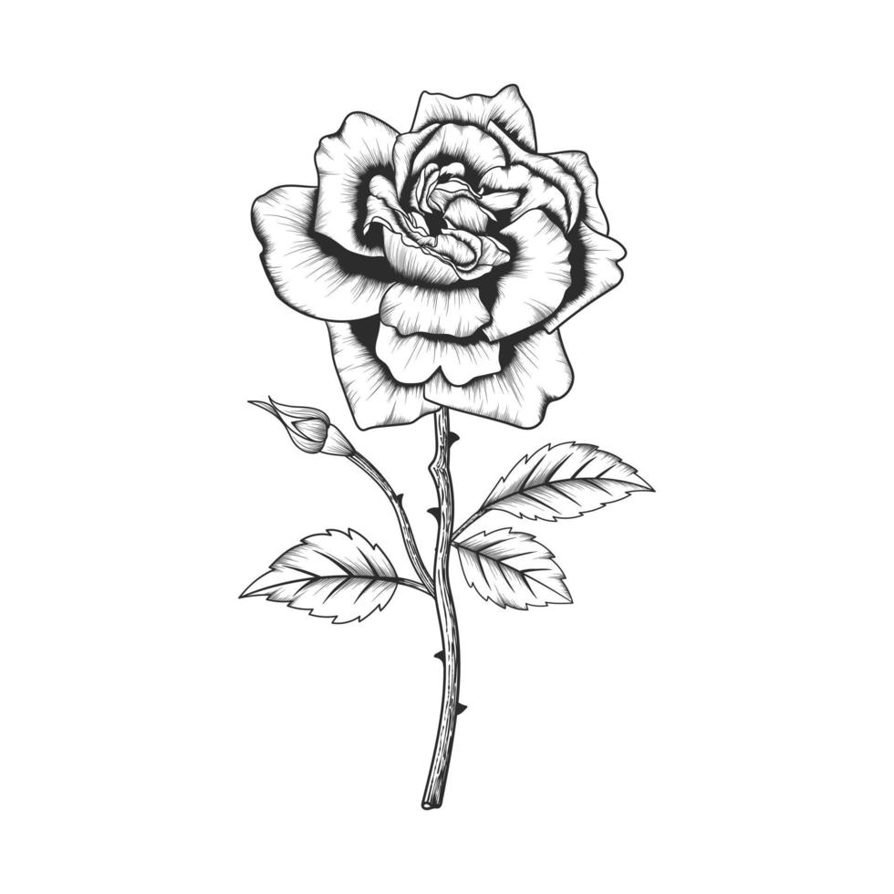 Hand drawn rose flower and leaves drawing illustration isolated on white background. vector