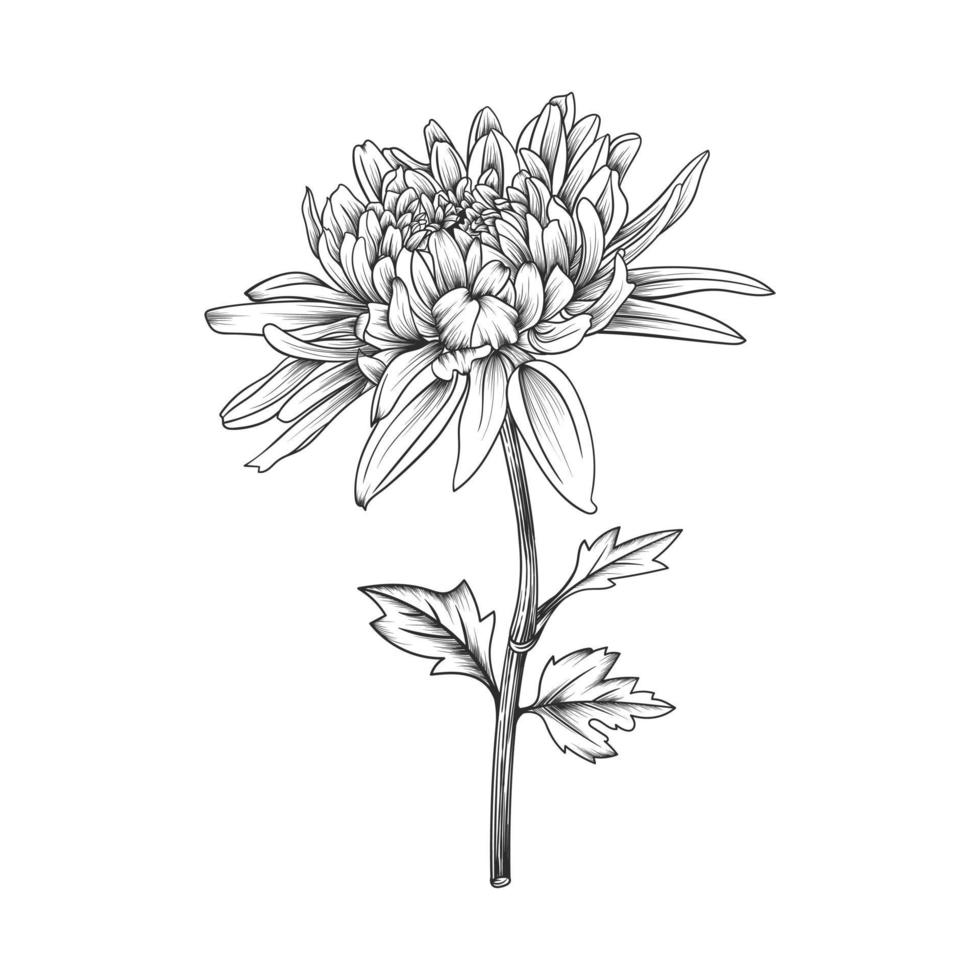 Hand drawn chrysanthemum flower and leaves drawing illustration