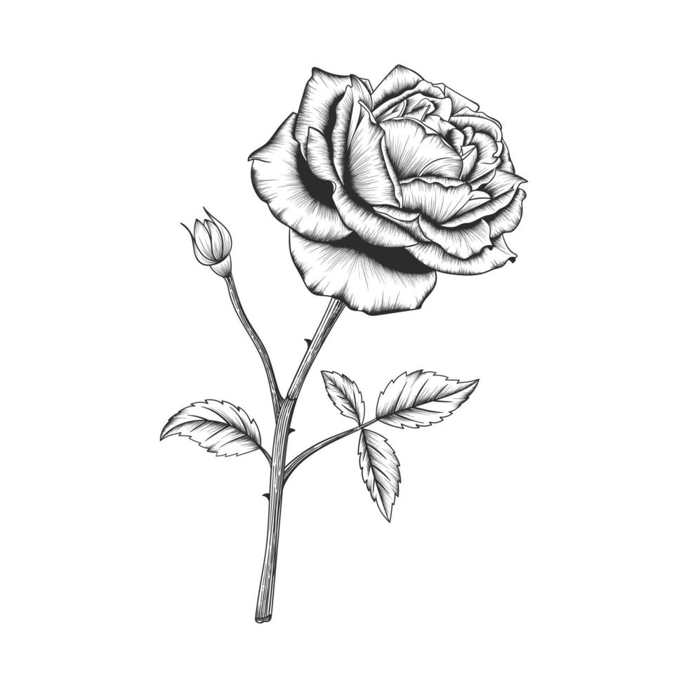 Dibujado a mano flor color de rosa y hojas de dibujo ilustración aislada  sobre fondo blanco. 2160954 Vector en Vecteezy