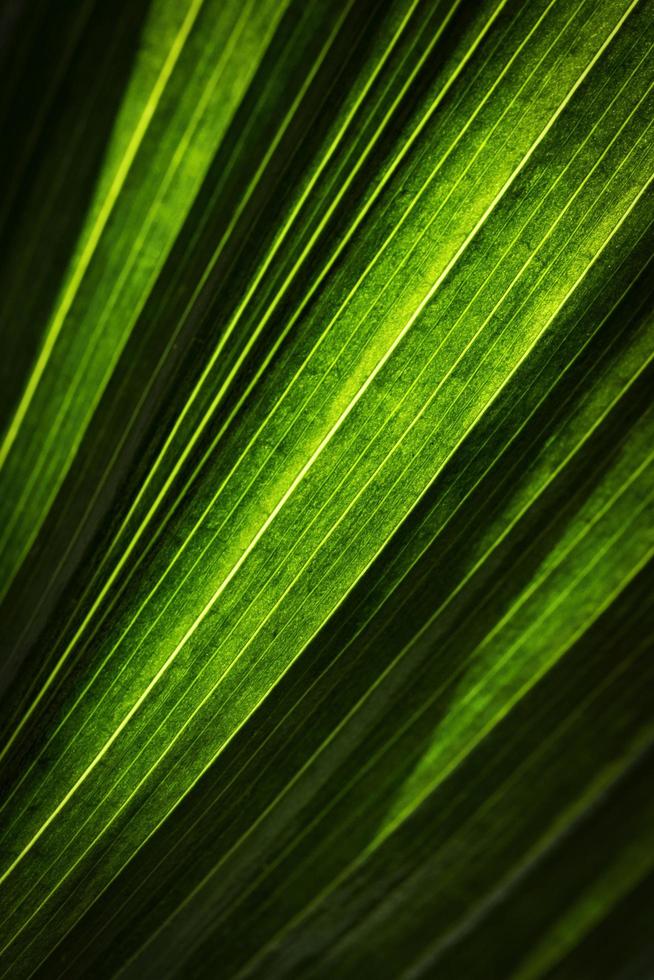 Green leaf abstract photo