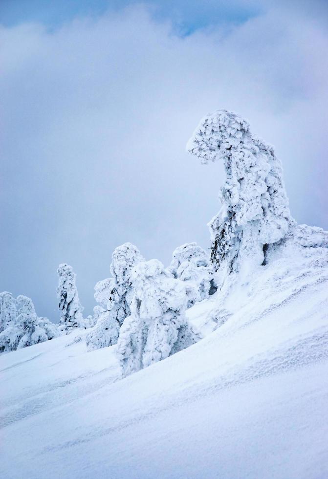 Vertical winter landscape photo