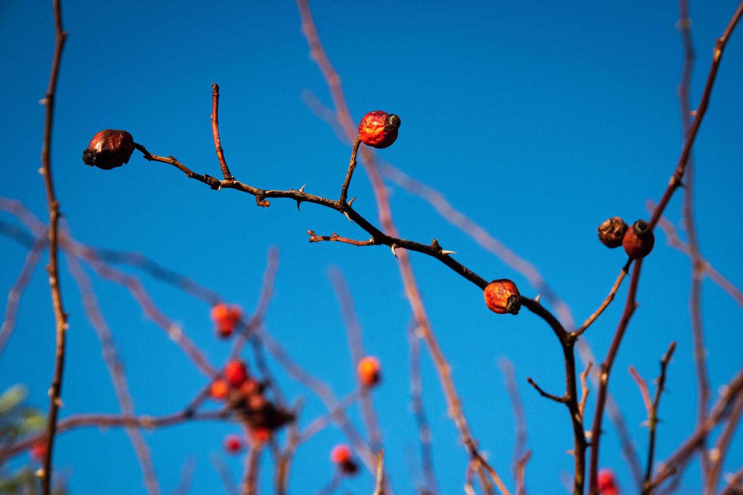 Red berries against the blue sky photo