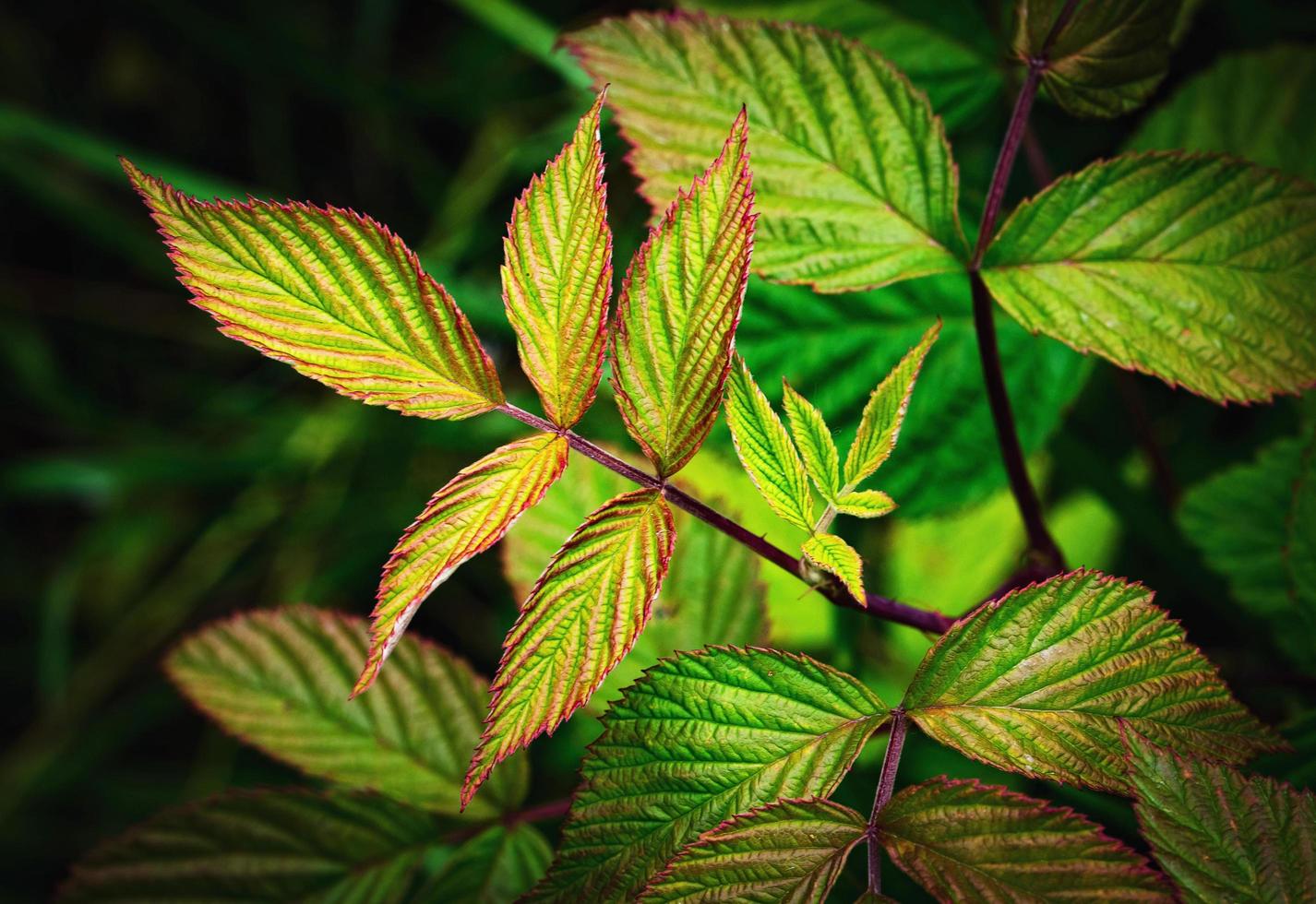 hojas de un arbusto de frambuesa foto