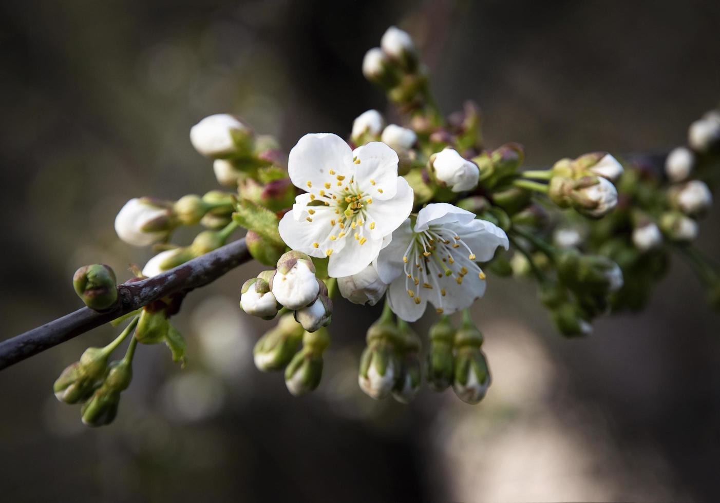 Apple blossom flowers photo