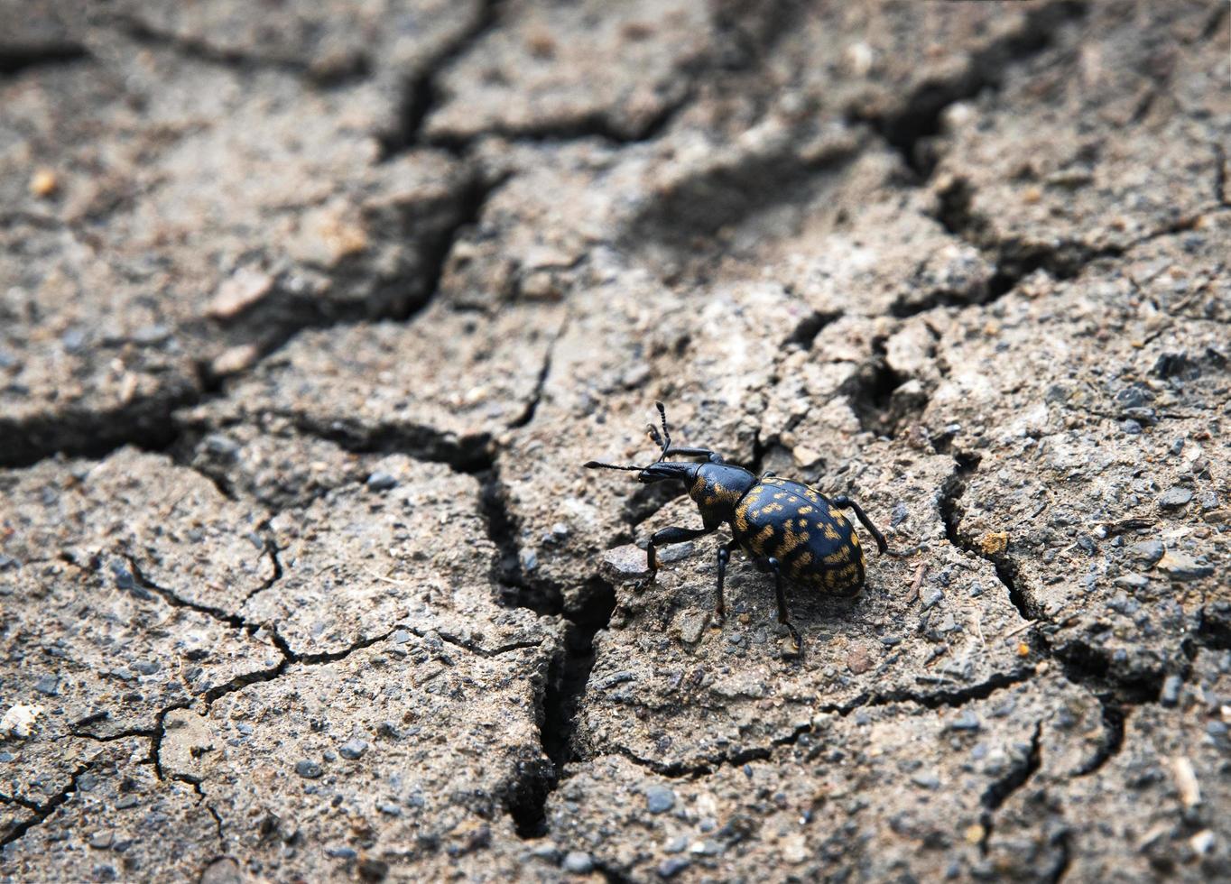 Black beetle on dry clay photo