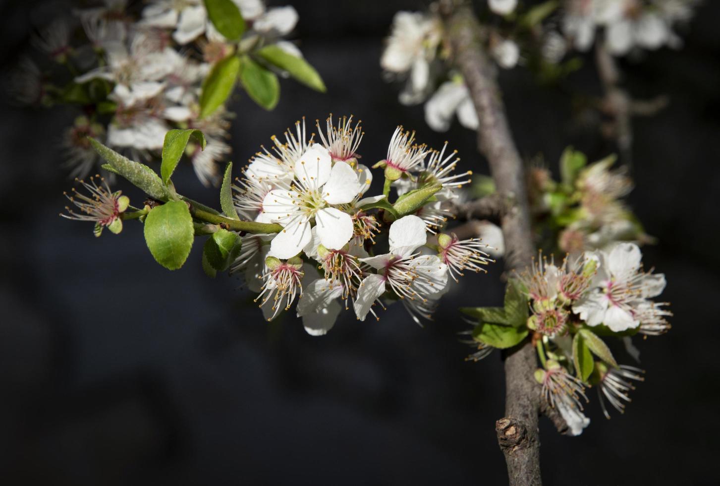 Blooming spring flowers photo