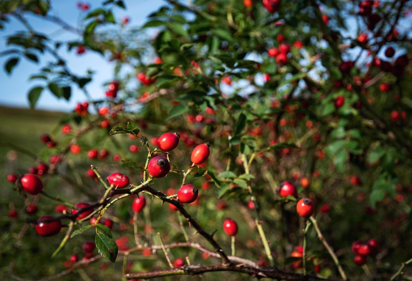 Red wild rosa canina photo