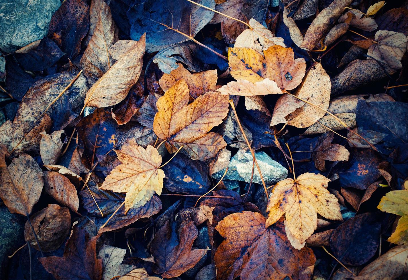 hojas de otoño en el suelo foto