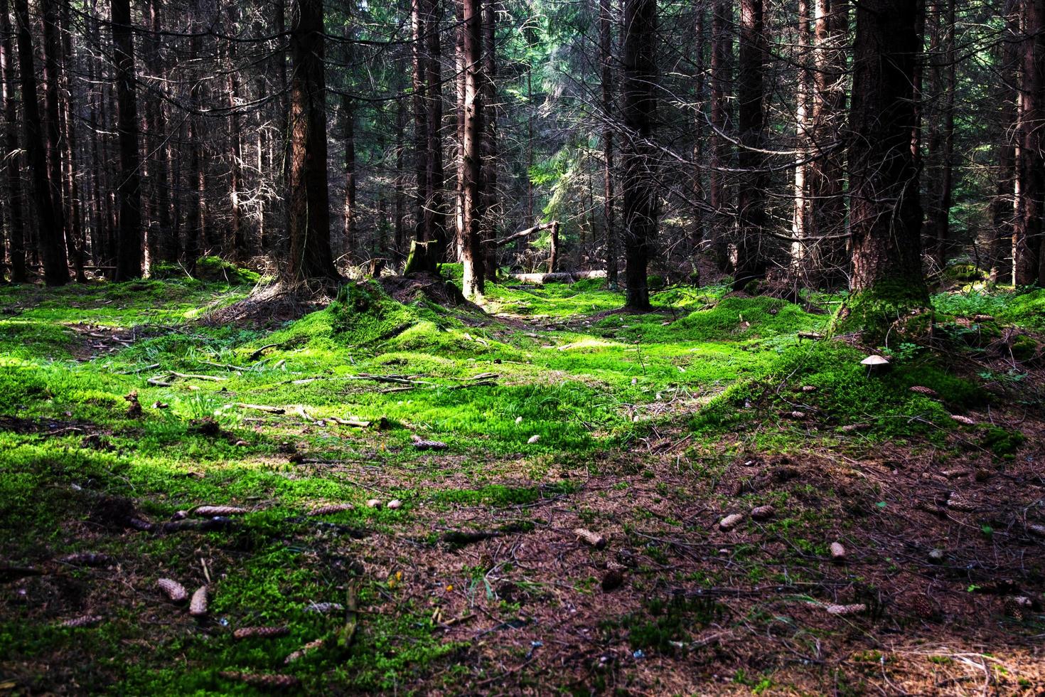 bosque denso con musgo verde foto