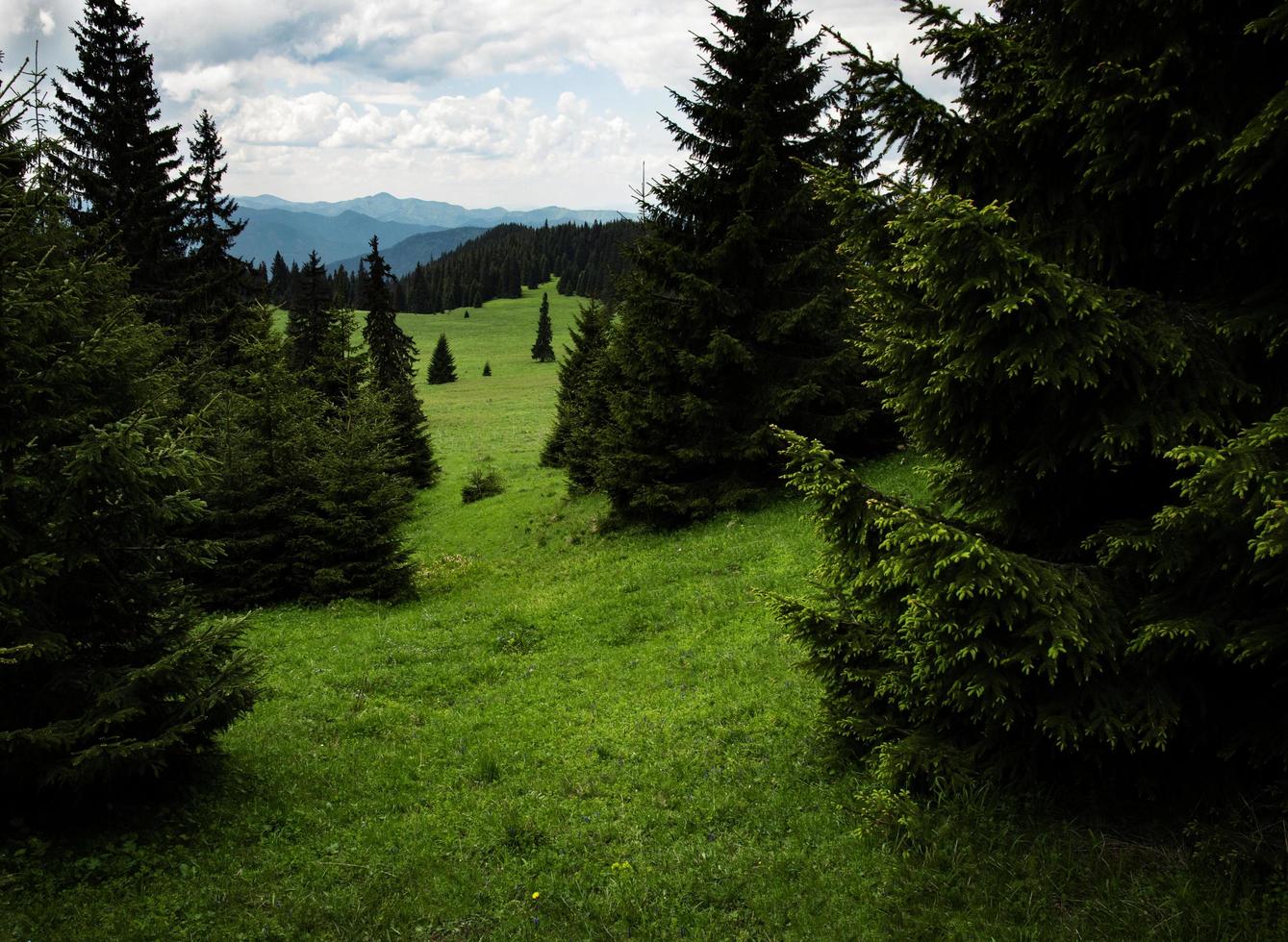 prado de montaña verde con árboles foto