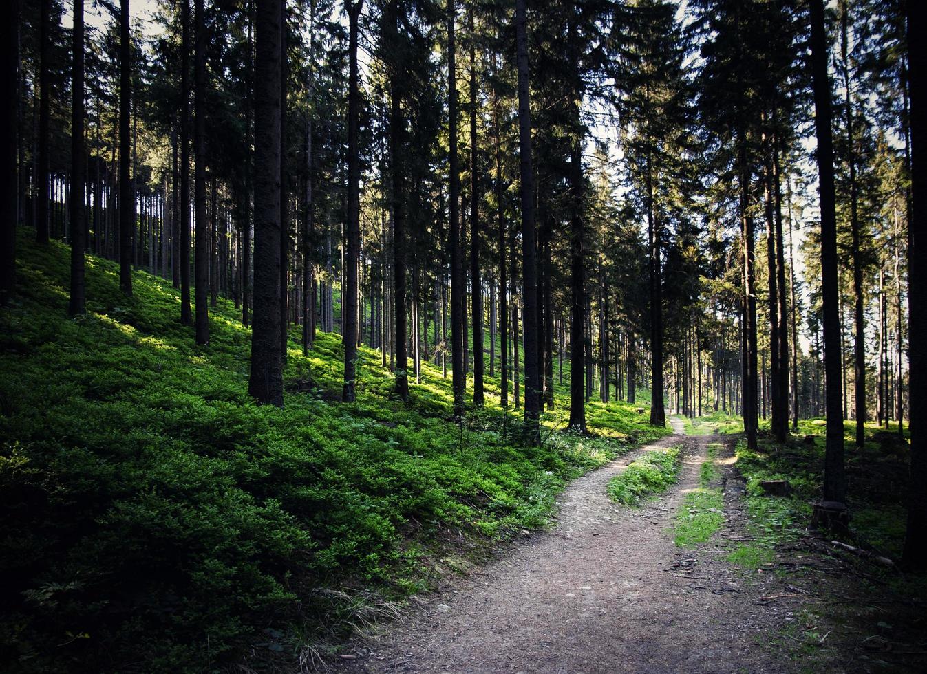 Path through a dense forest photo