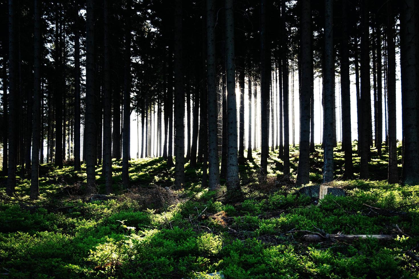 bosque denso con sol foto