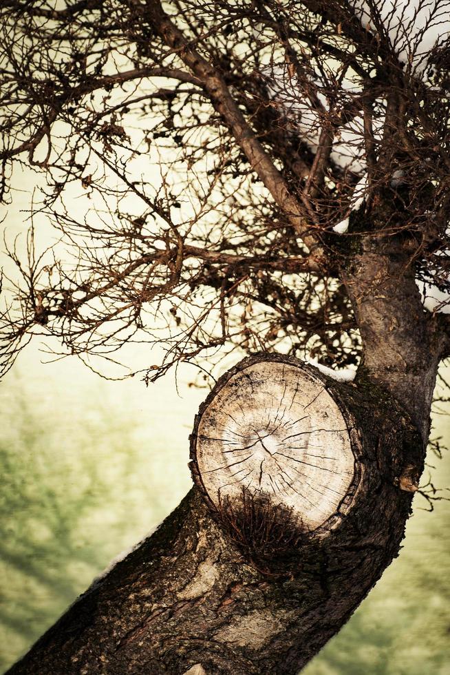 Detalle de un árbol con una rama cortada foto