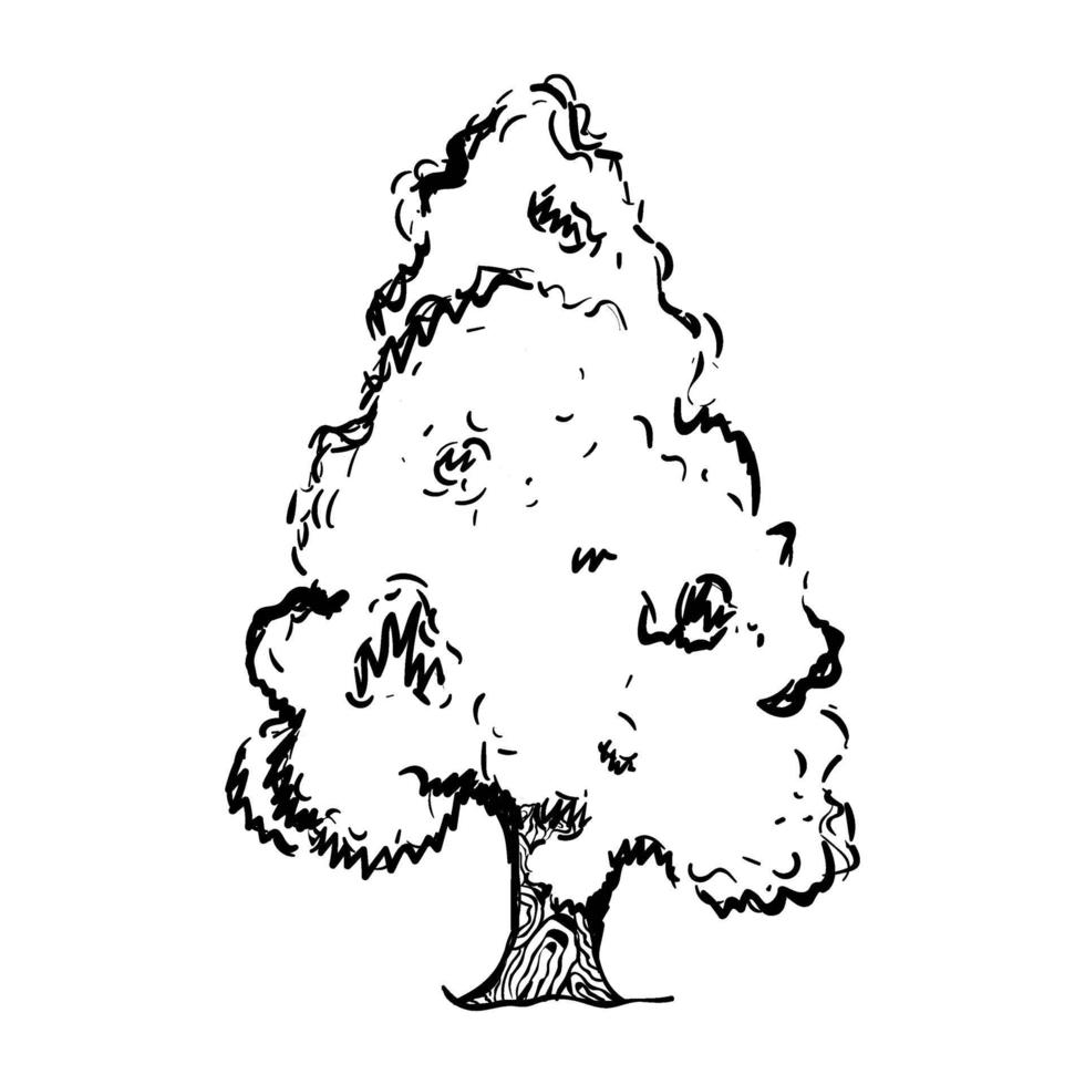 Mountain Juniper Tree vector