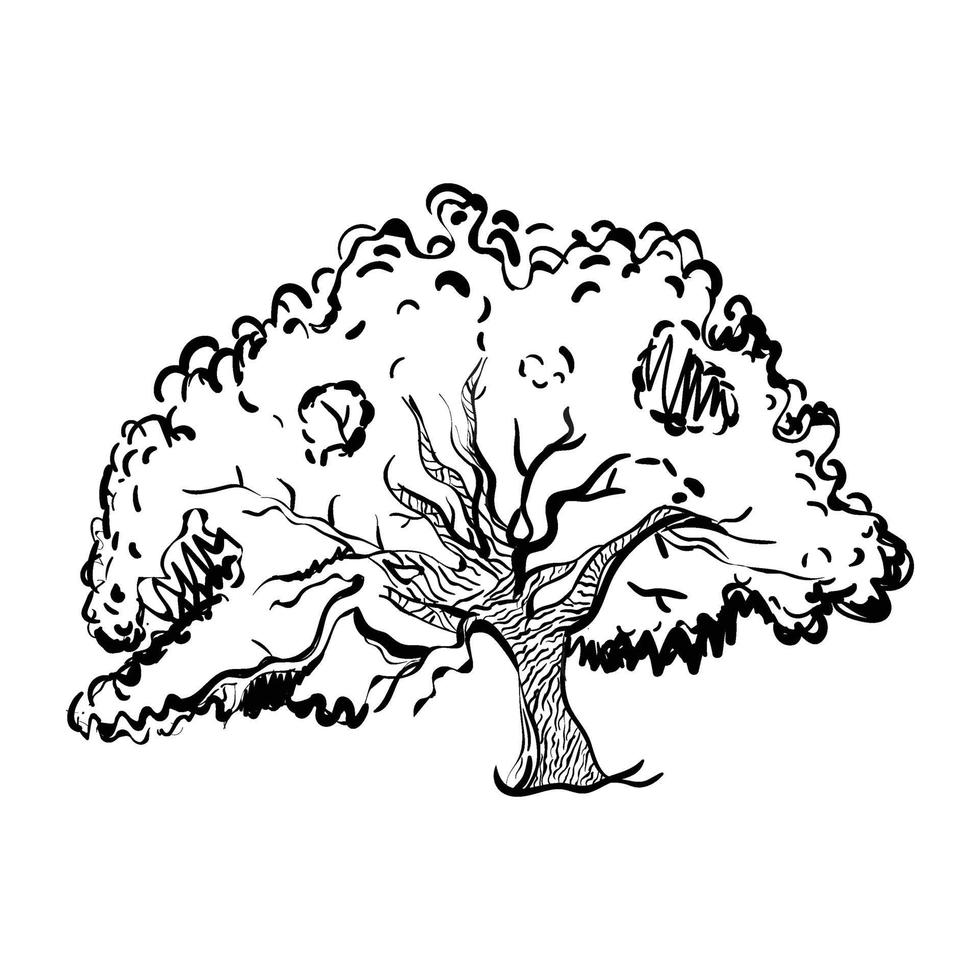 Oak Tree Drawing vector