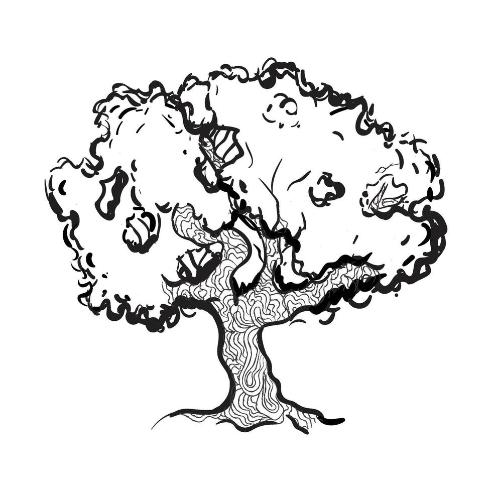 dibujo de arbol de eucalipto vector