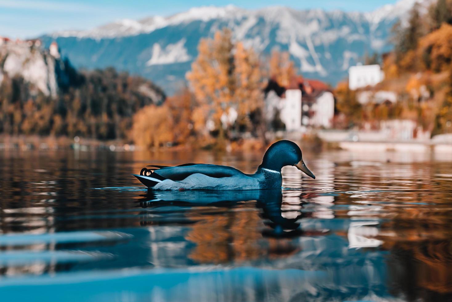 Lake Bled in the Alpine mountains photo