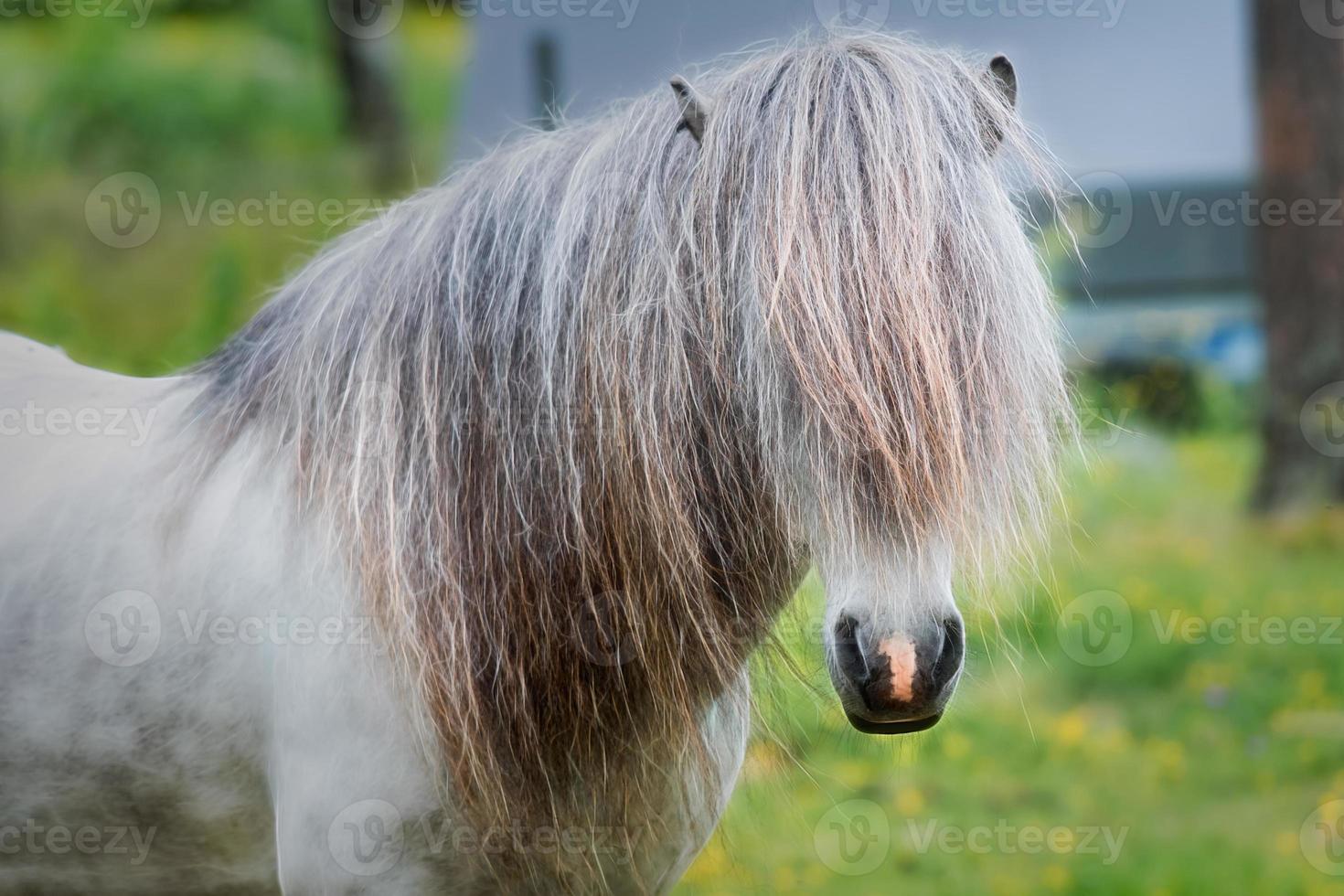 Beautiful white and gray Icelandic horse stallion photo